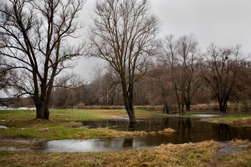 Autumn gloomy forest with bare trees