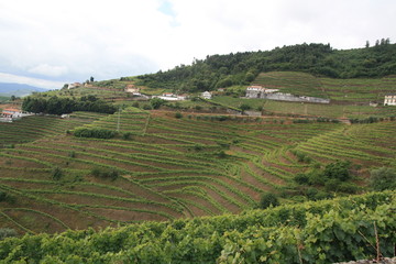 Fototapeta na wymiar Landscape of vineyards grape in Douro valley, Portugal