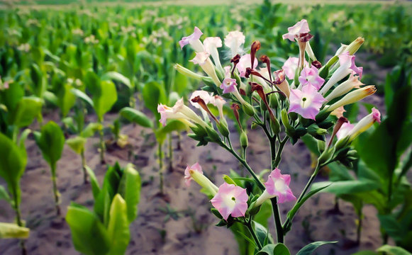 Kwiaty tytoniu szlachetnego w okolicach wsi Tereszpol na Roztoczu