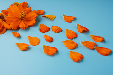 Neatly laid petals and blossoming buds of Cosmeya on a blue background