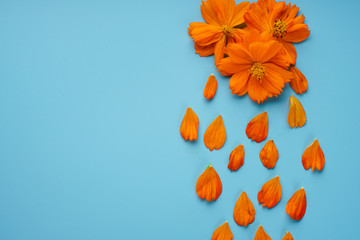 Neatly laid petals and blossoming buds of Cosmeya on a blue background