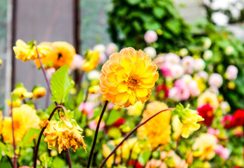 Colorful dahlias on a flower bed in the garden in summer.