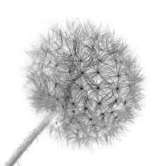 The dandelion. Isolated on white. 