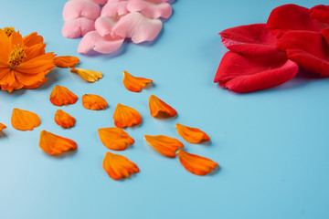 Neatly arranged rose petals, red and pink, cosmei-orange and blossoming buds of Cosmea on a blue background