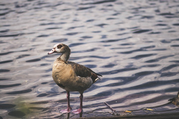 Ente am See, Grube Fernie, Gießen
