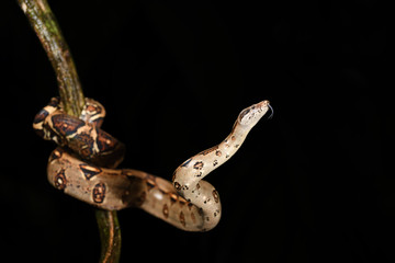 Boa imperator flick tongue on branch black background