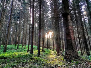 Sunbeams in the woods in Germany