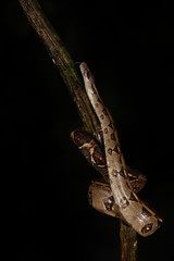 Boa imperator on branch black background