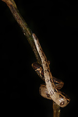 Naklejka premium Boa imperator flick tongue on branch black background