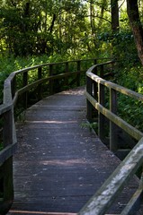 Fototapeta premium wooden bridge in the forest