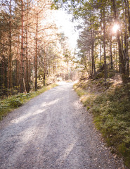 Naklejka premium Hiking track in the middle of forest urrounded by color ful orange autumn leaves in gothenburg sweden