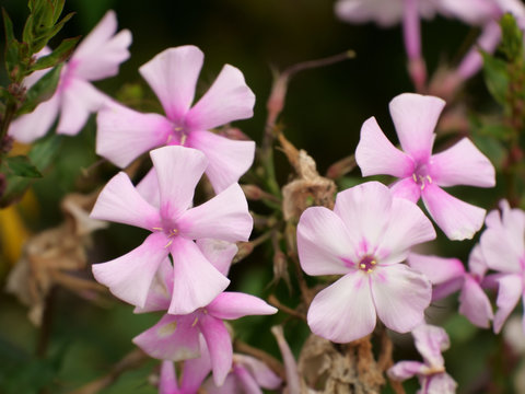 Macro shot of phlox paniculata flowers