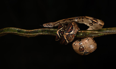 Boa imperator flick tongue on branch black background