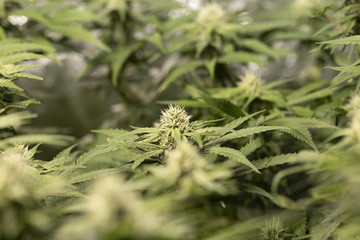 Macro shot of a CBD cannabis indica flower with leafs in grow box