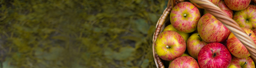 Ripe red and yellow apples lie in a wooden basket in the autumn in the rays of the sunset: a place for text, the concept of harvesting, top view, banner