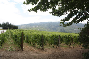 Fototapeta na wymiar Close-up vineyards grape in Douro valley, portugal