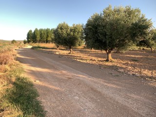 Olivos en Verano
