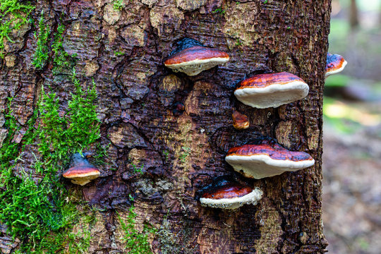 Rotrandiger Baumschwamm  (Fomitopsis pinicola), auf einem Baumstumpf
