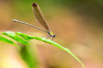A close shot of a damselfly perched on a leaf near the reserved forest in Kodanad, Kerala, India