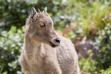 Obraz premium A close shot of a Nilgiri Tahr at Rajamalai hills in Eravikulam National Park near Munnar, Kerala, India