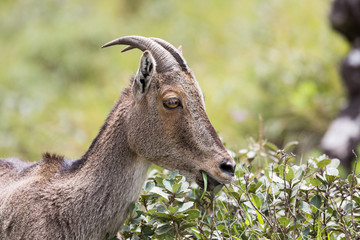 A close shot of a Nilgiri Tahr at Rajamalai hills in Eravikulam National Park near Munnar, Kerala, India