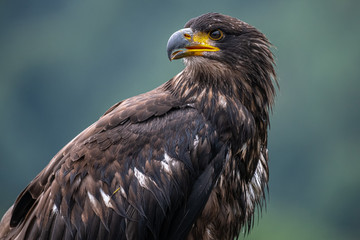 Juvenile Bald Eagle (Haliaeetus leucocephalus)