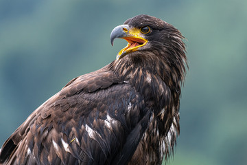 Juvenile Bald Eagle (Haliaeetus leucocephalus)