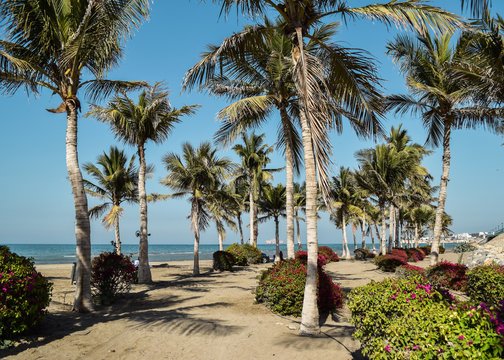 Flowers and palm trees on Qurum Beach, in Muscat, the capital of Oman, on a sunny day.