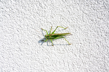 grasshopper on the ground