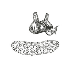 Vector illustration of a cucumber with garlic, drawn by hand. Isolate the cucumber with garlic. Vegetable engraving illustration style. Detailed sketch of vegetarian food. Products on the agricultural