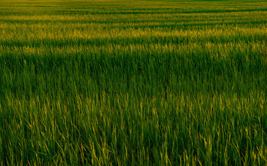 Summer season green grass background with copy space. Blades of grass