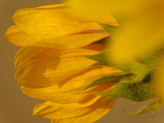 Fototapeta na wymiar yellow sunflower on warm background