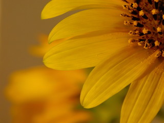 yellow sunflower on warm
background