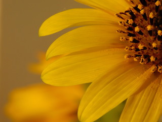 yellow sunflower on warm
background