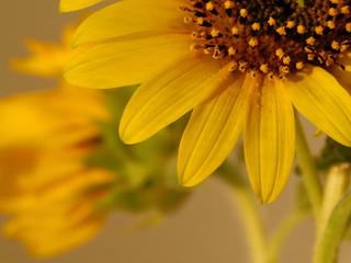 yellow sunflower on warm
background