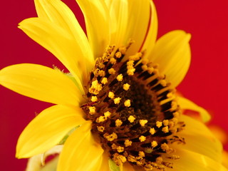 
young sunflower on a warm background