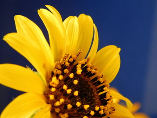 
young sunflower on a warm background