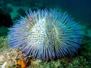Fototapeta na wymiar Blue sea urchin