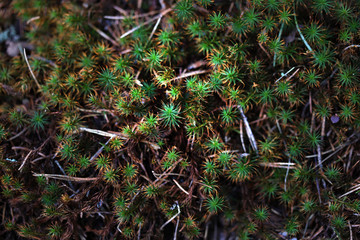 Green forest moss growing on rocks among the roots