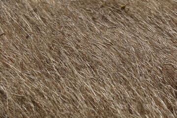 Campagne portugaise du côté de Costa da Caparica