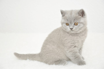 Full-length portrait of a small British Short-hair kitten in front of a white background. The kitten sits on a white fur blanket.