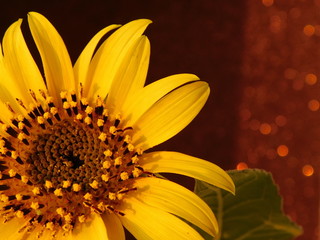 close up of sunflower