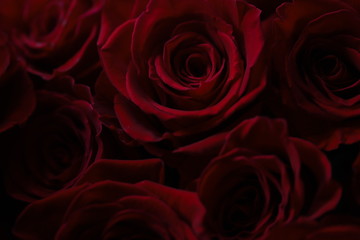 Dark red roses macro photo