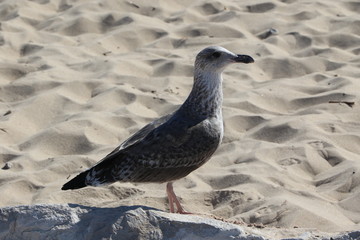 Mouette sur la plage de Costa da Caparica, Portugal