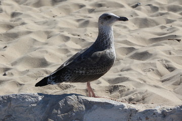 Mouette sur la plage de Costa da Caparica, Portugal