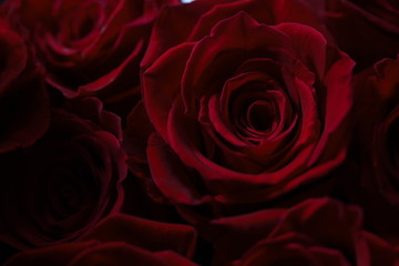 Dark red roses macro photo