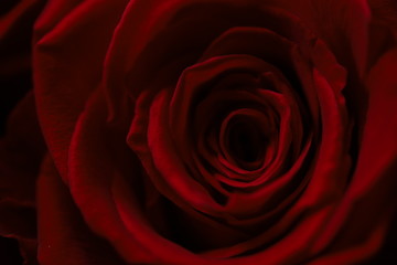 Dark red roses macro photo