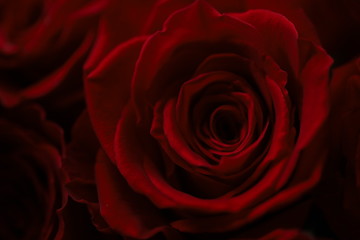 Dark red roses macro photo