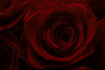 Dark red roses macro photo