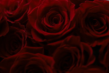 Dark red roses macro photo